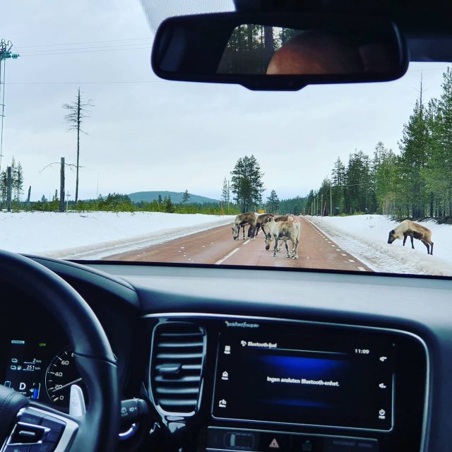 Nu är vi påväg hem efter en underbar helg med mycket snö, skratt och skoteråkning.. Men renarna tycker nog vi ska stanna ett tag till 😂
